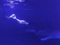 -烟台海昌鲸鲨海洋公园