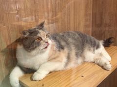 -藦茜花园宠物主题亲子互动体验馆(国顺东路店)