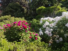 -洛阳市牡丹公园