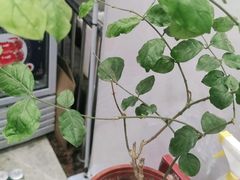 -老海陵·泰州菜(图书馆店)