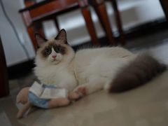 -喵zoo家庭繁育猫舍(尖东智能花园店)