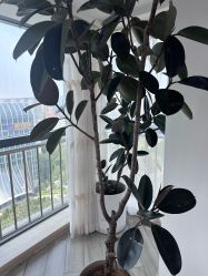 -HEYAN荷妍专业脱毛连锁机构