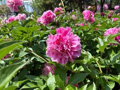 -洛阳市隋唐城遗址植物园