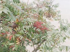 -幕燕滨江·燕子矶公园