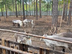 -北极村旅游风景区
