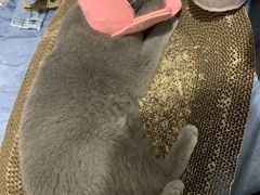 -瑞鹏宠物医院华南总院·夜诊·心脏科·骨科