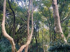 -杭州半山国家森林公园