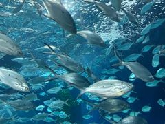 -上海海洋水族馆