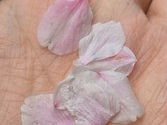 -武汉大学-樱园