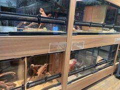 -酷以爬仙阁实体爬宠店·守宫·蜥蜴·专业繁育