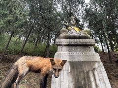 -北京十三陵国家森林公园蟒山景区
