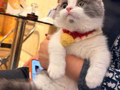 -欣宠猫屋·矮脚拿破仑·蓝金金渐层