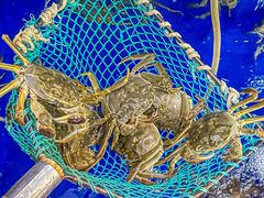 -阳澄湖大闸蟹·琼灵阁牌品牌连锁(吴中总店)