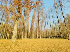 -黄海国家森林公园