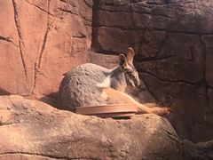 -悉尼海洋生物水族馆