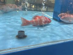 -麦德龙(浦东店)