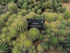 -深圳仙湖植物园
