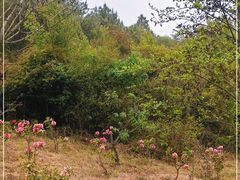 -名花谷生态庄园