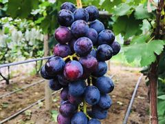 -马陆小张葡萄园农家乐