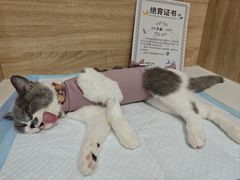 -恒幸动物医院·急重症转诊中心·神经内外科·CT核磁