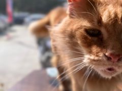 -豆逗聊愈猫阁Easy Life