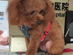 -艾贝尔宠物医院 ·内科全科(梁溪路店)