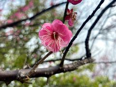 -八大山人梅湖景区