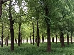 -上海滨江森林公园