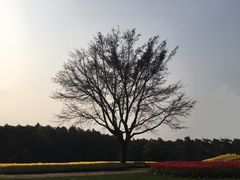 -保利石象湖景区