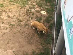 -西霞口神雕山野生动物世界