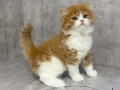 -小猫来了·猫舍(红山六九七九店)