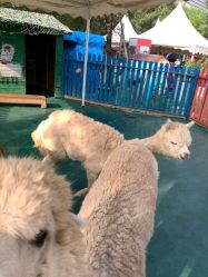 -萌宠亲子动物乐园(槐房万达店)