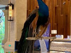 -西双版纳融创皇冠假日度假酒店