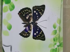 -上海昆虫博物馆