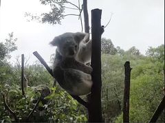 -威勒比开放式动物园