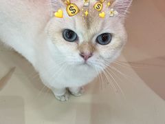 -三花喵·撸猫购宠·宠物生活馆(虹桥南丰城店)