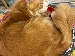 -平行世界·猫咖(首经贸店)
