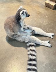 -Zoolung Zoolung动物主题公园(海信广场店)