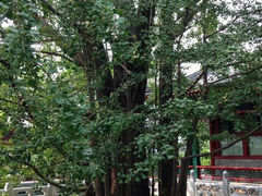 -紫竹院公园冰场