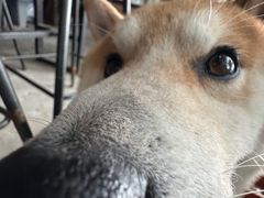 -柴犬高等学院·狗咖·柴犬售卖·宠物训练