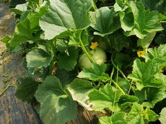 -前小桔亲子创意农场·草莓采摘·露营烧烤