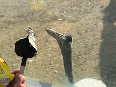 -盐城丹顶鹤湿地生态旅游区