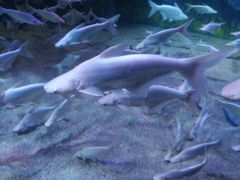 -成都浩海立方海洋公园