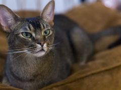 -柴迷FANS CLUB·柴犬狗咖·猫咖