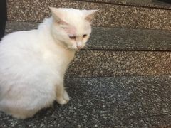 -朱氏胖子烂火锅(洪崖洞店)