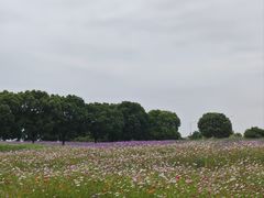-西京湾花海