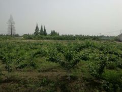 -小六农家乐(崇明西沙湿地店)