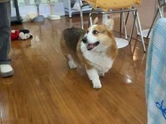 -汪说·狗咖·拼豆·宠物周边DIY(旺城大厦店)