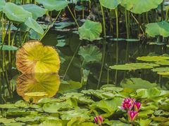 -国家植物园南园