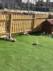 -萌宠亲子动物乐园(槐房万达店)